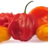Scotch bonnet Chilli (Hot Pepper)