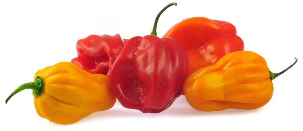 Scotch bonnet Chilli (Hot Pepper)