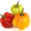Scotch bonnet Chilli (Hot Pepper)