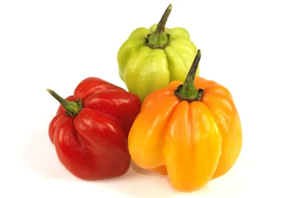Scotch bonnet Chilli (Hot Pepper)