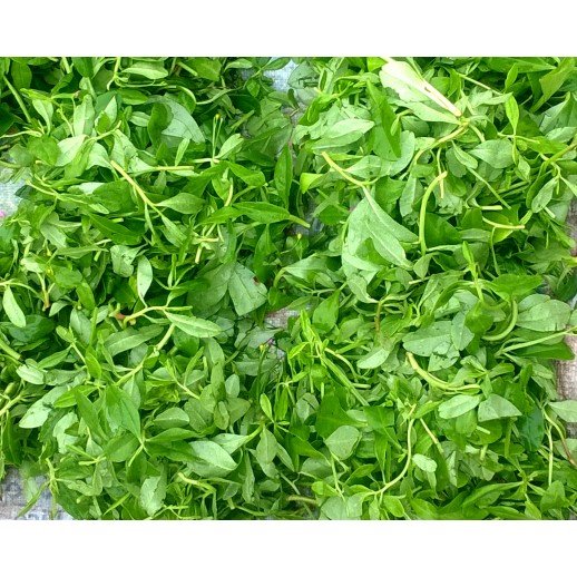 Fresh Waterleaf