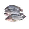 Frozen Tilapia