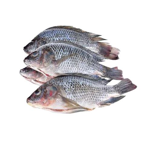 Frozen Tilapia